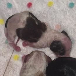 Girl 1 - Piebald female Dachshund puppy in Falcon, Missouri from K2D2 Farm