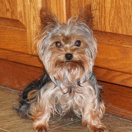 Tator - Yorkshire Terrier