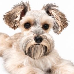 Miniature Schnauzers from 1 Smart Schnauzers babies