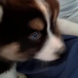 Pomsky Puppies from Your Friend Seamus' Studds