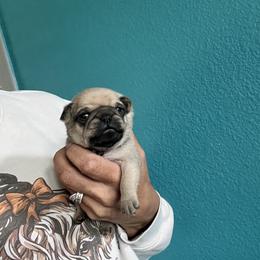 Boy 2 - Fawn male Pug puppy in Chino Valley, Arizona from Blecker Kennel