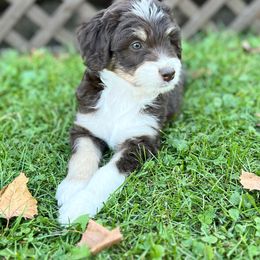 Aussiedoodle Puppies from A Dose Of Doodle