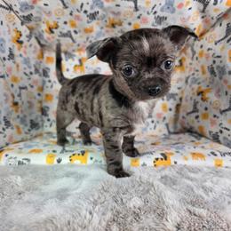 Kristoff - Merle male Chihuahua puppy in West New York, New Jersey from Pixie’s Magical Puppies