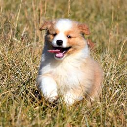 Australian Shepherd Puppies from Danell Australian Shepherd