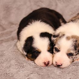 Border Collie Puppies from Wandering Meadows Farm