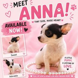 Anna (runt) teeny - Black and white female Chihuahua puppy in Seneca, Missouri from Stephanie’s Puppy Colony