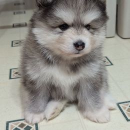 Loki - Gray and white male Pomsky puppy in Waxhaw, North Carolina from Waxhaw Pomskys