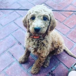 Goldendoodle Puppies from 24 Karat Doodles