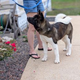 Bianca - Brown, black overlay female Akita puppy in Cuba, Missouri from Kamikaze Akitas