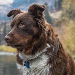 Australian Shepherds from Zaneca Aussies