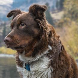 Australian Shepherds from Zaneca Aussies