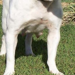 Alapaha Blue Blood Bulldogs from Pine Time Alapahas