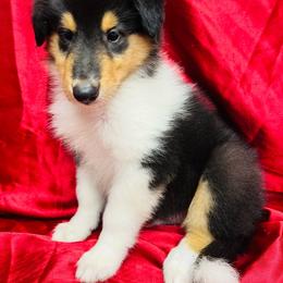 Dash - Black white and tan male Collie puppy in Groveland, Florida from Palmhaven Collies