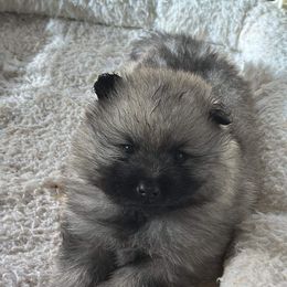 Boy 5 - Gray and black Keeshond puppy in Sheboygan, Wisconsin from Peregrine Keeshond