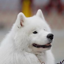 Nova - Samoyed
