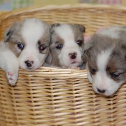 Cardigan Welsh Corgis from Aramora Cardigan Welsh Corgis
