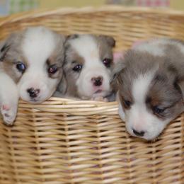 Cardigan Welsh Corgis from Aramora Cardigan Welsh Corgis