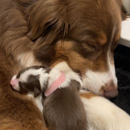 Australian Shepherd, Miniature American Shepherd, and Miniature Australian Shepherd Puppies from Alolan Angel Aussies
