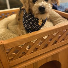 Schnoodle Puppies from Noodle Tings Puppies