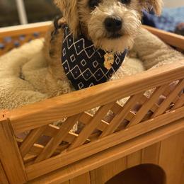 Schnoodle Puppies from Noodle Tings Puppies