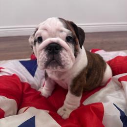 Duke - Brindle male Bulldog puppy in Dix Hills, New York from Mansi Bulldogs
