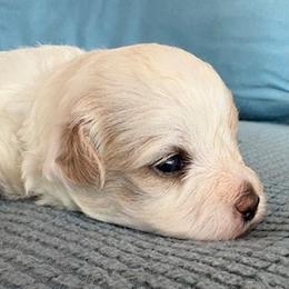 Grey collar boy - White male Maltipoo puppy in Silver Springs, Florida from Puppy Love Palace at HB Farm