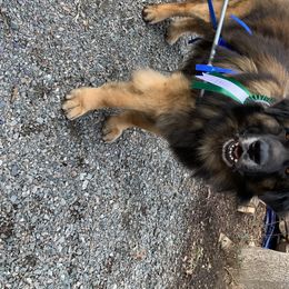 Leonbergers from Copper Moon Leonbergers