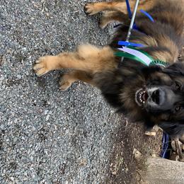 Leonbergers from Copper Moon Leonbergers