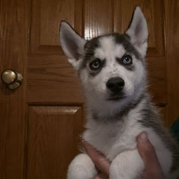 Sage - Black tan and white male Siberian Husky puppy in Brunswick, Ohio from Blue Star Siberians