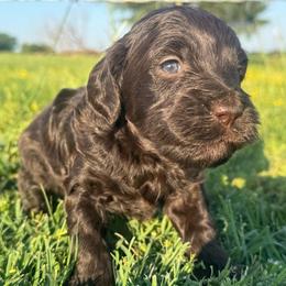 July - Chocolate male Goldendoodle puppy in Afton, Oklahoma from C5 Doodles
