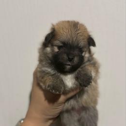 Peaches - Orange sable female Pomeranian puppy in Lillington, North Carolina from Dignified Poms