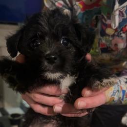 Male 2- Caesar - Black male Morkie puppy in Pittsburgh, Pennsylvania from Maria's Morkies & More