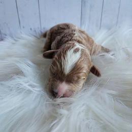 Nugget - Red male Cavapoo puppy in London, Kentucky from Blue Meadow Puppies
