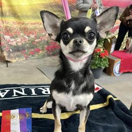 Salem - Chihuahua