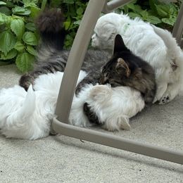 Puppy 4 - White male Coton de Tulear puppy in St Johns, Michigan from Centennial Farms Cotons