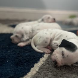 Dalmatian Puppies from New Horizonz Dobermans and Dalmatians