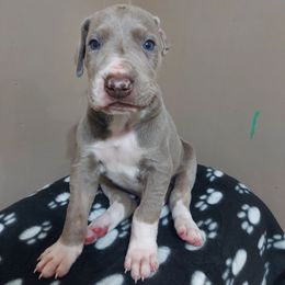 Boy 6 - Chocolate Great Dane puppy in Auburn, New York from Danes of Angels