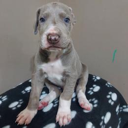 Boy 6 - Chocolate Great Dane puppy in Auburn, New York from Danes of Angels
