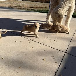 Goldendoodle Puppies from Beemba Goldens