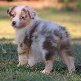 Red Merle Male - Red merle male Australian Shepherd puppy in Northport, Alabama from Sipsey River Australian Shepherds