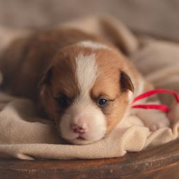 Red collar - Hammy - Red male Pembroke Welsh Corgi puppy in Waverly Hall, Georgia from 6g Ranch Corgis