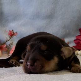 Boy 1 - Black and cream male Dachshund puppy in Mt. Sterling, Illinois from Doxie Do's