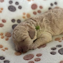 Buzz Green Collar - Cream male Goldendoodle puppy in Lexington, North Carolina from Deborah’s Doodles