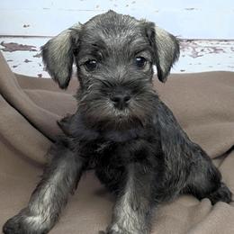 Oscar - Salt and pepper male Miniature Schnauzer puppy in Coarsegold, California from Halo Schnauzer