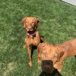 Vizslas from Country Knoll Vizslas