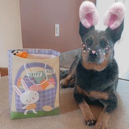 Australian Cattle Dog Puppies from SB Heelers Cattle Dogs and Performance Horses