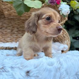 Medium Roast - Cream female Dachshund puppy in Coldwater, Mississippi from Under the Stars Minis