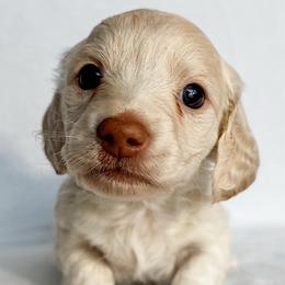 Guppy - Red female Dachshund puppy in Winamac, Indiana from WZ Kennels