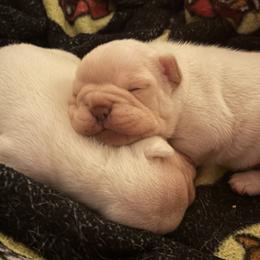American Corgi, Bulldog, French Bulldog, and Pembroke Welsh Corgi Puppies from The Grooming Barn LLC/ Wet Dog Ranch