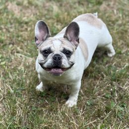 Sisu - French Bulldog